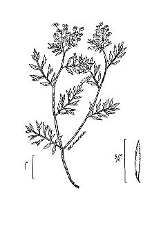 <i>Radicula sylvestris</i> (L.) Druce