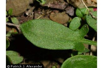 <i>Acetosella tenuifolia</i> (Wallr.) Á. Löve