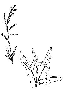 <i>Acetosella tenuifolia</i> (Wallr.) Á. Löve