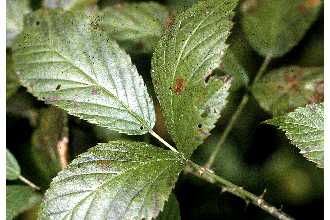 <i>Rubus facetus</i> L.H. Bailey