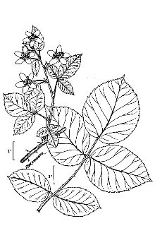 <i>Rubus barbarus</i> L.H. Bailey