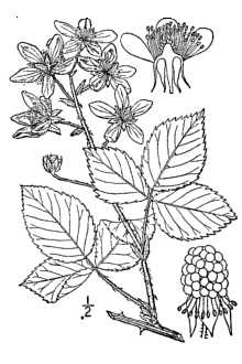 <i>Rubus floridus</i> Tratt.