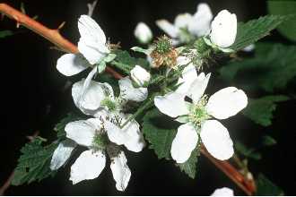 <i>Rubus abundiflorus</i> L.H. Bailey