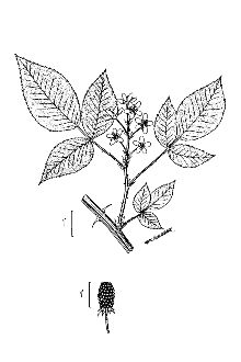 <i>Rubus floridus</i> Tratt.