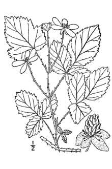 <i>Rubus uniflorifer</i> L.H. Bailey