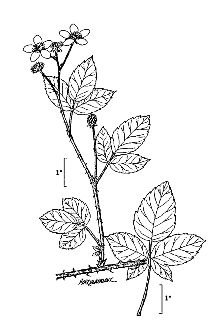 <i>Rubus flagellaris</i> Willd. var. humifusus (Torr. & A. Gray) B. Boivin