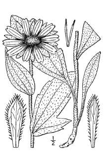 <i>Rudbeckia hirta</i> L. var. monticola (Small) Fernald