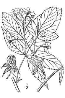 <i>Rubus forestalis</i> L.H. Bailey