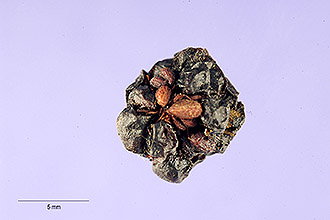 <i>Rubus illustris</i> L.H. Bailey