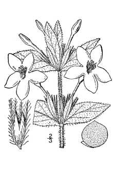 <i>Ruellia ciliosa</i> Pursh var. cinerascens Fernald