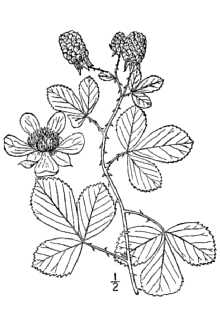 <i>Rubus cuneifolius</i> Pursh var. angustior L.H. Bailey