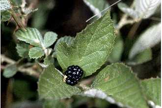 <i>Rubus cuneifolius</i> Pursh var. angustior L.H. Bailey