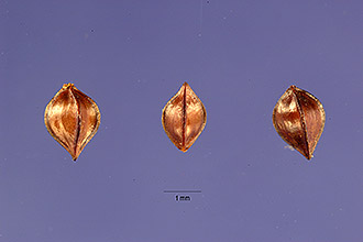 <i>Rumex dentatus</i> L. ssp. klotzschianus (Meisn.) Rech. f.