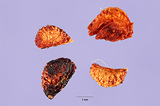 <i>Rubus laevior</i> (L.H. Bailey) Fernald
