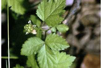 <i>Rubus tetricus</i> L.H. Bailey