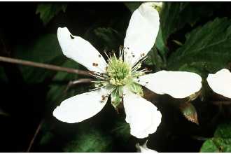 <i>Rubus geophilus</i> Blanch.