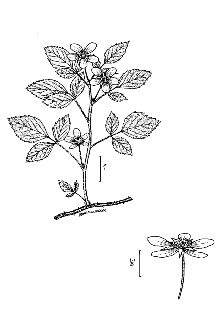 <i>Rubus camurus</i> L.H. Bailey