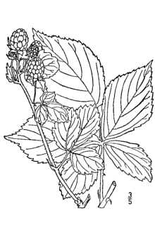 <i>Rubus eriensis</i> L.H. Bailey