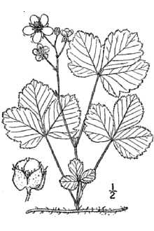 <i>Rubus hispidus</i> L. var. cupulifer L.H. Bailey