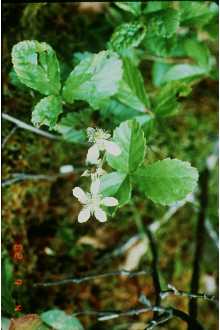 <i>Rubus hispidus</i> L. var. obovalis (Michx.) Fernald