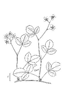 <i>Rubus hispidus</i> L. var. obovalis (Michx.) Fernald
