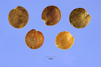 <i>Ruellia ciliosa</i> Pursh var. longiflora A. Gray