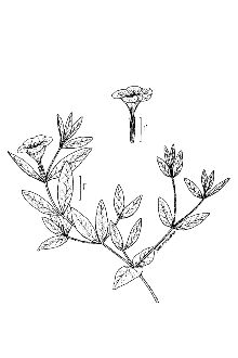 <i>Ruellia ciliosa</i> Pursh var. longiflora A. Gray