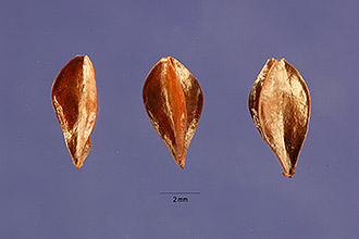 <i>Rumex hymenosepalus</i> Torr. var. euhymenosepalus Rech. f.