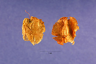 <i>Rumex hymenosepalus</i> Torr. var. salinus (A. Nelson) Rech. f.