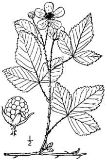 <i>Rubus redundans</i> L.H. Bailey
