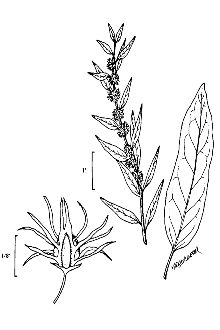 <i>Rumex persicarioides</i> L.