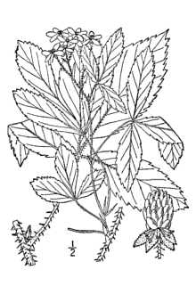<i>Rubus beatus</i> L.H. Bailey