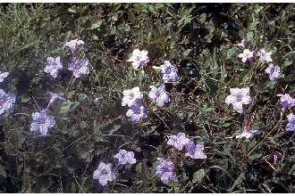 Violet Wild Petunia