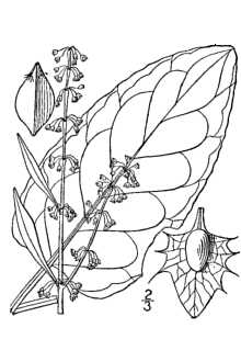 <i>Acetosa oblongifolia</i> (L.) Á. Löve & D. Löve