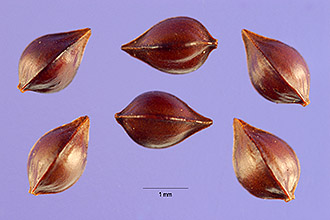 <i>Acetosa oblongifolia</i> (L.) Á. Löve & D. Löve