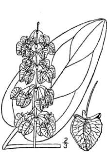 <i>Rumex occidentalis</i> S. Watson var. fenestratus (Greene) Lepage
