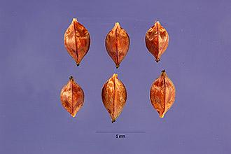 <i>Rumex occidentalis</i> S. Watson var. labradoricus (Rech. f.) Lepage