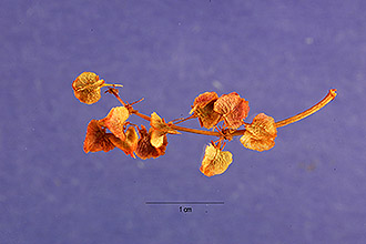 <i>Rumex occidentalis</i> S. Watson var. labradoricus (Rech. f.) Lepage