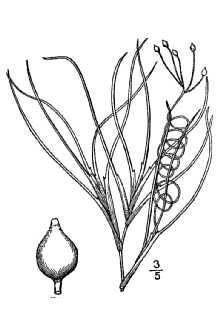 <i>Ruppia maritima</i> L. var. spiralis (Dumort.) Moris