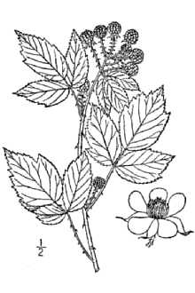 <i>Rubus occidentalis</i> L. var. pallidus L.H. Bailey