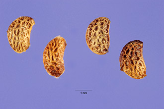<i>Rubus occidentalis</i> L. var. pallidus L.H. Bailey
