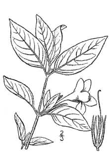 <i>Ruellia hybrida</i> Pursh
