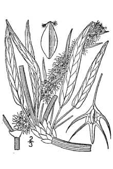 <i>Rumex maritimus</i> L. var. persicarioides (L.) R.S. Mitchell