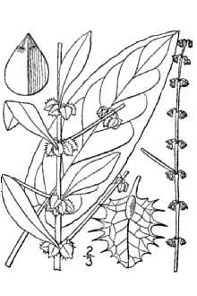 <i>Rumex pulcher</i> L. ssp. divaricatus (L.) Murb.