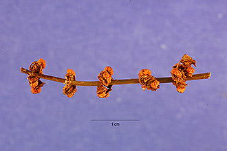 <i>Rumex pulcher</i> L. ssp. divaricatus (L.) Murb.