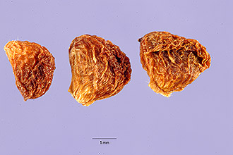 <i>Rubus hispidus</i> L. var. suberectus Peck
