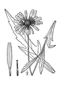 <i>Rudbeckia speciosa</i> Wender. var. sullivantii (C.L. Boynt. & Beadle) B.L. Rob.