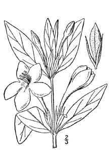 <i>Ruellia strepens</i> L. var. cleistantha A. Gray