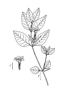 <i>Ruellia strepens</i> L. var. micrantha (Engelm. & A. Gray) Britton