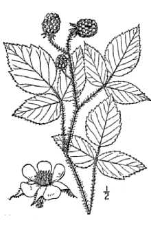 <i>Rubus strigosus</i> Michx. var. canadensis (Richardson) House